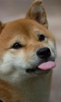 Shiba Inu Top HD HQ Wallpapers Themes captura de pantalla 2