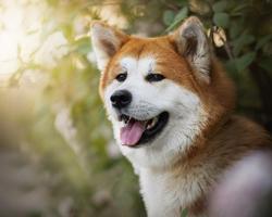 Shiba Inu Top HD HQ Wallpapers Themes captura de pantalla 3