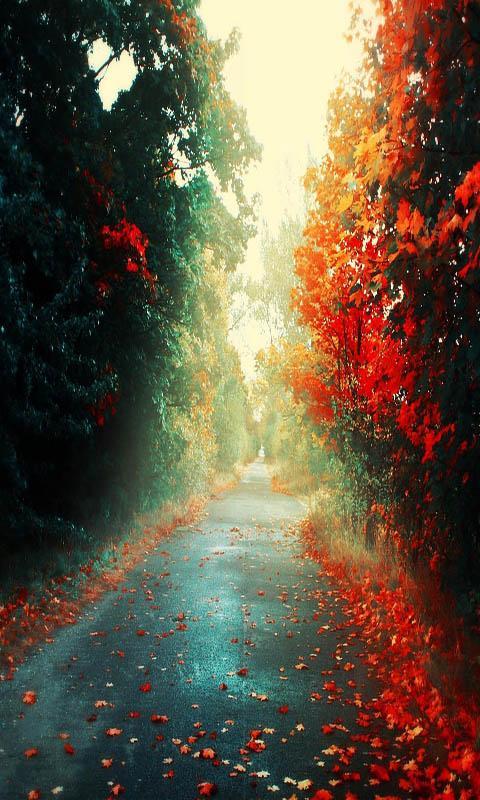 Wallpaper Hd Nature Download For Android Cogo Photography