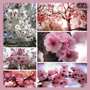 Cherry Blossom APK