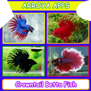 Crowntail Betta Fish APK