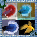 Beautiful Betta Fish APK