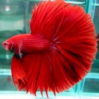 Rare Betta Fish تصوير الشاشة 3