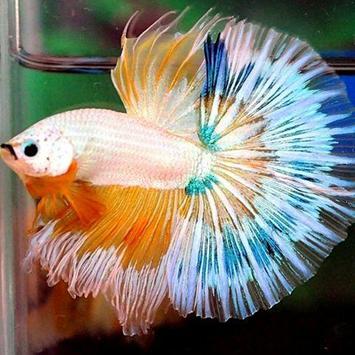 How To Take Home Your New Betta Fish How To Take Home Your New Betta Fish