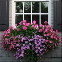 Window Box Planters Affiche