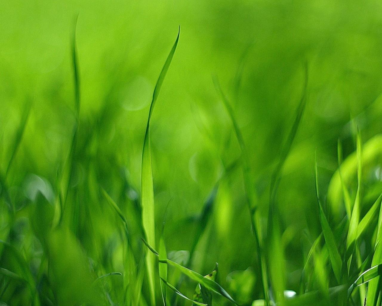 3D GRASS Live Wallpaper for Android APK Download 3D GRASS Live Wallpaper for Android APK Download