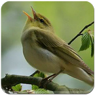 Masteran Burung Lengkap আইকন