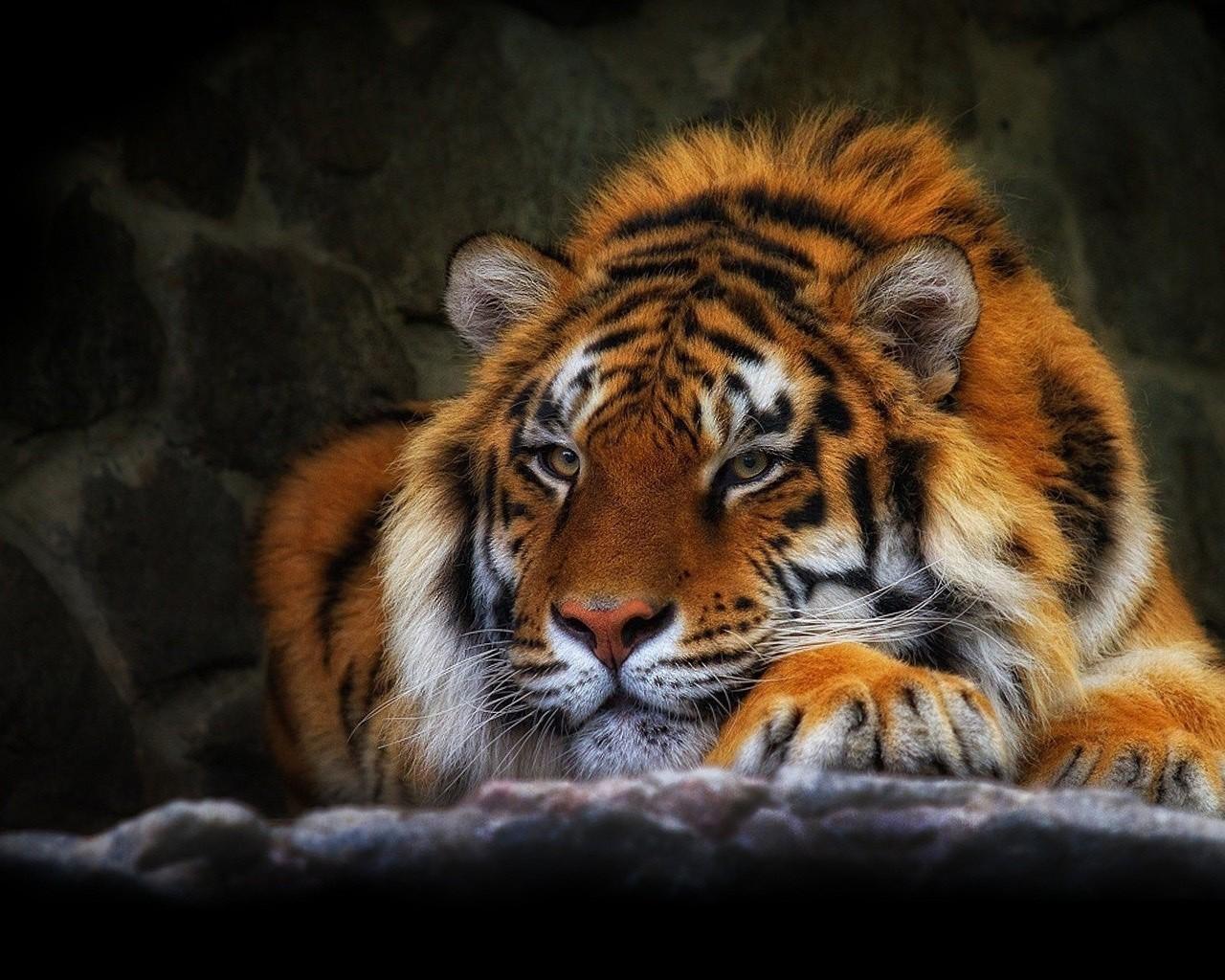 Gambar Harimau  Full Hd