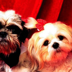 Yorkshire Terrier Images New Wallpapers