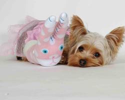 Yorkshire Terrier Images New Wallpapers screenshot 3