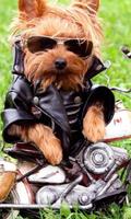 Yorkshire Terrier Images New Wallpapers poster