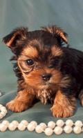 Yorkshire Terrier Images New Wallpapers screenshot 1