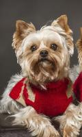 Yorkshire Terrier Images New Wallpapers screenshot 2