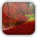 Autumn Leaves in Water APK