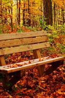 Autumn Leaves in Water Cartaz