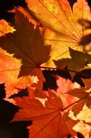 Autumn Leaves in Water स्क्रीनशॉट 1