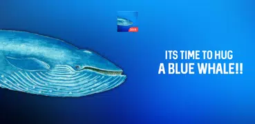 Blue Whales 2018