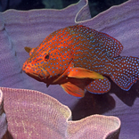 Marine Inhabitants Themes