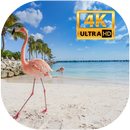 Aruba live wallpapers 4K aplikacja