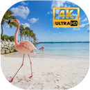 Aruba live wallpapers 4K APK