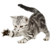 Cats Widget APK