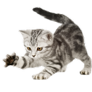 APK Cats Widget