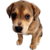 Puppy Widget APK
