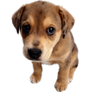 APK Puppy Widget
