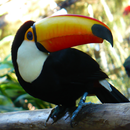 Tucan Live Wallpaper APK