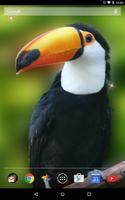Tucan Live Wallpaper bài đăng