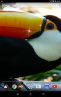 Tucan Live Wallpaper ảnh chụp màn hình 1