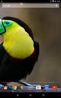 Tucan Live Wallpaper ảnh chụp màn hình 3