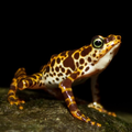 Beautiful Frog Live Wallpaper