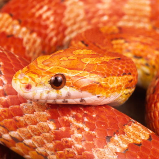 Beautiful Snake Live Wallpaper APK 2.0 for Android – Download Beautiful ...
