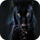 Icona Black panther Live Wallpaper