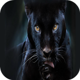 Black panther Live Wallpaper icône