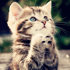 آیکون‌ Kitten 3D Live Wallpaper