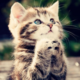 Kitten 3D Live Wallpaper icône
