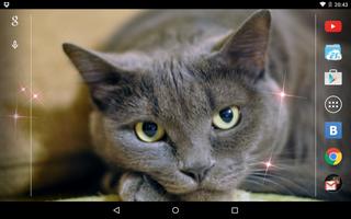 پوستر Kitten 3D Live Wallpaper