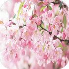 Sakura 3D Live Wallpaper icon