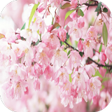 Sakura 3D Live Wallpaper icône
