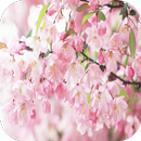 Sakura 3D Live Wallpaper APK