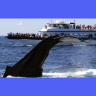 Cape Cod Whale Watch Ptown ไอคอน