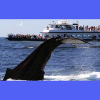 Cape Cod Whale Watch Ptown पोस्टर