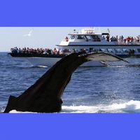 Cape Cod Whale Watch Ptown Cartaz