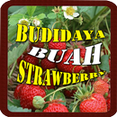 APK Tips Budidaya Buah Strawberry