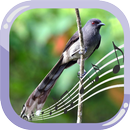 Long Tailed Sibia Therapy-APK