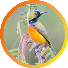 Flame-breasted sunbird icon