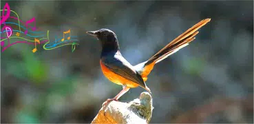 White-rumped Shama