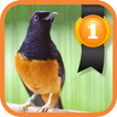 White-rumped Shama